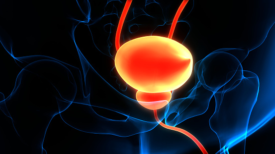Visual of human urinary system