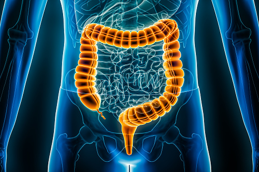 Rendering of human bowels
